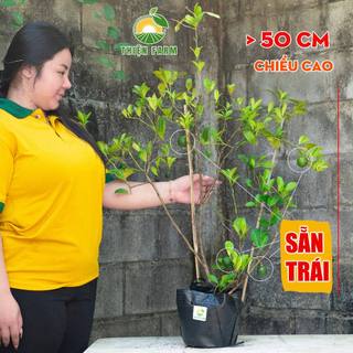 Cây Chanh Chùm Tứ Quý Sẵn Trái THIỆN FARM vị chua thanh mát, dùng làm đá chanh, nước chấm, hấp gà