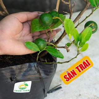 Cây Chanh Chùm Tứ Quý Sẵn Trái THIỆN FARM vị chua thanh mát, dùng làm đá chanh, nước chấm, hấp gà