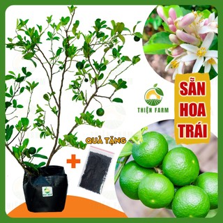 Cây Chanh Chùm Tứ Quý Sẵn Trái THIỆN FARM vị chua thanh mát, dùng làm đá chanh, nước chấm, hấp gà