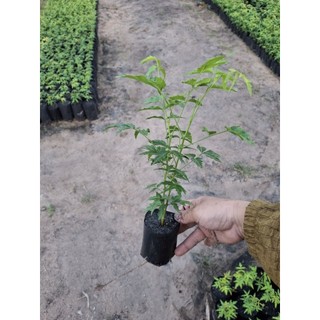 cây sầu đâu 15k / mua 3 tặng 1 ( bóp gỏi, làm trà, nấu nước tắm)