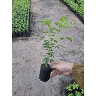 cây sầu đâu 15k / mua 3 tặng 1 ( bóp gỏi, làm trà, nấu nước tắm)