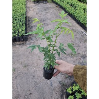 cây sầu đâu 15k / mua 3 tặng 1 ( bóp gỏi, làm trà, nấu nước tắm)