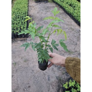 cây sầu đâu 15k / mua 3 tặng 1 ( bóp gỏi, làm trà, nấu nước tắm)