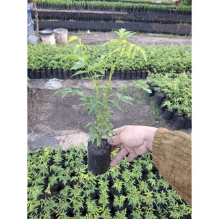 cây sầu đâu 15k / mua 3 tặng 1 ( bóp gỏi, làm trà, nấu nước tắm)