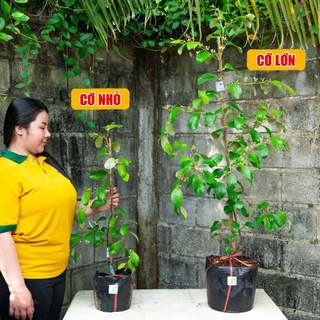 Cây Táo Thái Da Xanh Sẵn Hoa Trái THIỆN FARM giòn ngọt mọng nước, cây trồng chậu, trồng thùng xốp