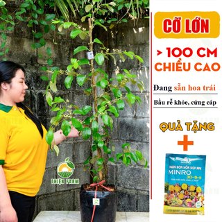 Cây Táo Thái Da Xanh Sẵn Hoa Trái THIỆN FARM giòn ngọt mọng nước, cây trồng chậu, trồng thùng xốp