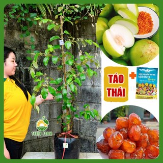 Cây Táo Thái Da Xanh Sẵn Hoa Trái THIỆN FARM giòn ngọt mọng nước, cây trồng chậu, trồng thùng xốp
