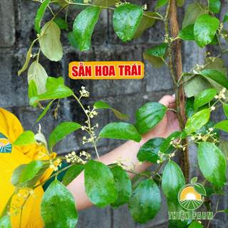 Cây Táo Thái Da Xanh Sẵn Hoa Trái THIỆN FARM giòn ngọt mọng nước, cây trồng chậu, trồng thùng xốp