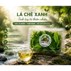Lá chè xanh già hái mỗi ngày -Truồi Huế | Lá chè tươi nguyên lá | Hái từ vườn , vị thanh nhẹ , không đắng gắt