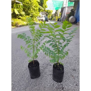 Cây chùm ruột ngọt hay còn gọi là Tầm ruột[ cây cao từ 20cm, bầu cao 14cm đường kính 10cm]