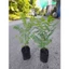 Cây chùm ruột ngọt hay còn gọi là Tầm ruột[ cây cao từ 20cm, bầu cao 14cm đường kính 10cm]
