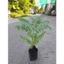 Cây chùm ruột ngọt hay còn gọi là Tầm ruột[ cây cao từ 20cm, bầu cao 14cm đường kính 10cm]