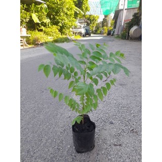(bầu lớn)Cây chùm ruột ngọt hay còn gọi là Tầm ruột[ cây cao từ 20cm, bầu cao 14cm đường kính 10cm]