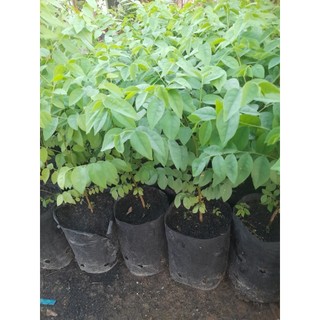 (bầu lớn)Cây chùm ruột ngọt hay còn gọi là Tầm ruột[ cây cao từ 20cm, bầu cao 14cm đường kính 10cm]