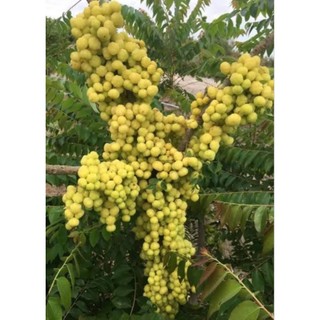 (bầu lớn)Cây chùm ruột ngọt hay còn gọi là Tầm ruột[ cây cao từ 20cm, bầu cao 14cm đường kính 10cm]