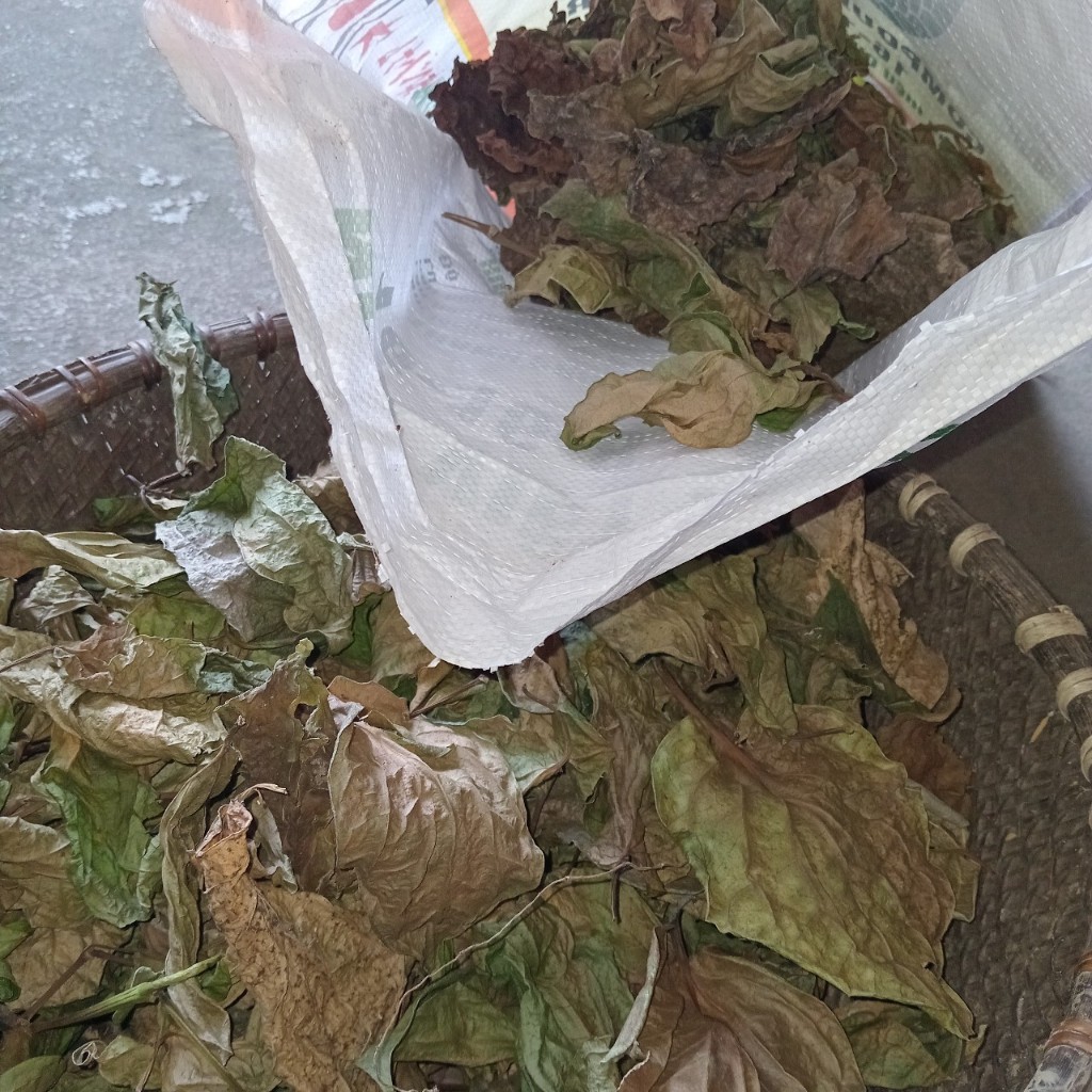 Lá trầu không phơi khô - Giảm viêm kháng khuẩn, giảm đau nhức xương khớp,...và nhiều bài thuốc khác rất tốt