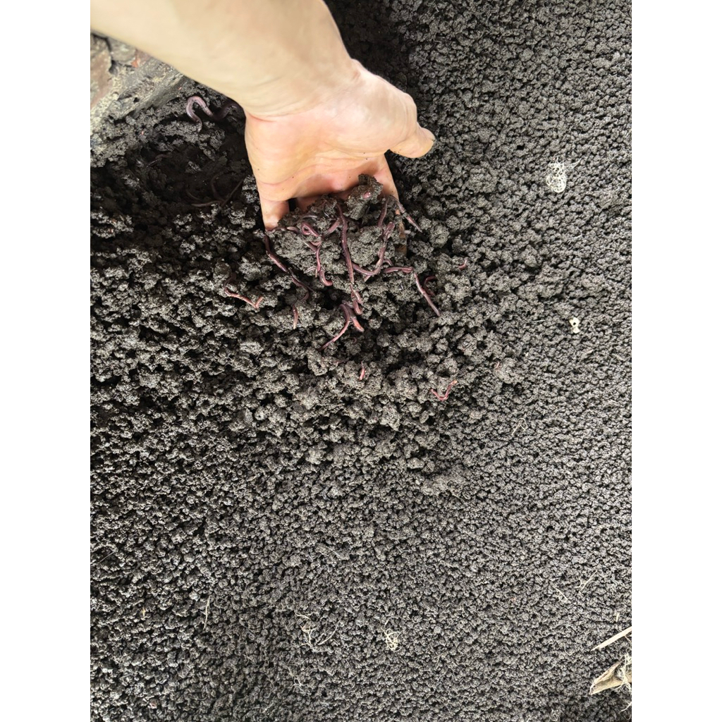 Phân trùn quế nguyên chất 100% túi 8kg (bán rẻ lấy tương tác)
