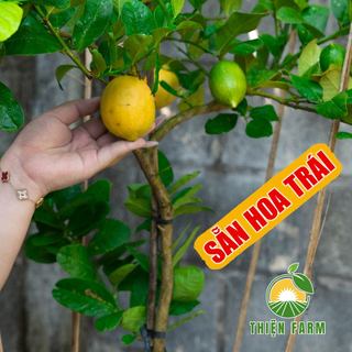 Cây Chanh Vàng Mỹ Sẵn Trái THIỆN FARM quả thơm nồng, trồng ăn trái, làm cảnh