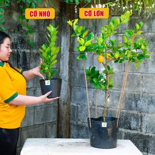 Cây Chanh Vàng Mỹ Sẵn Trái THIỆN FARM quả thơm nồng, trồng ăn trái, làm cảnh