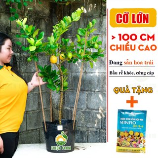 Cây Chanh Vàng Mỹ Sẵn Trái THIỆN FARM quả thơm nồng, trồng ăn trái, làm cảnh