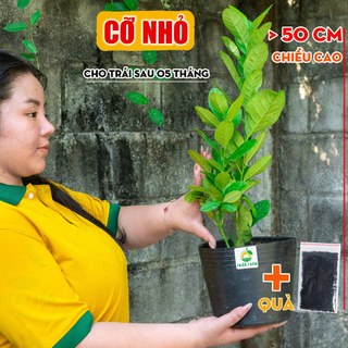 Cây Chanh Vàng Mỹ Sẵn Trái THIỆN FARM quả thơm nồng, trồng ăn trái, làm cảnh