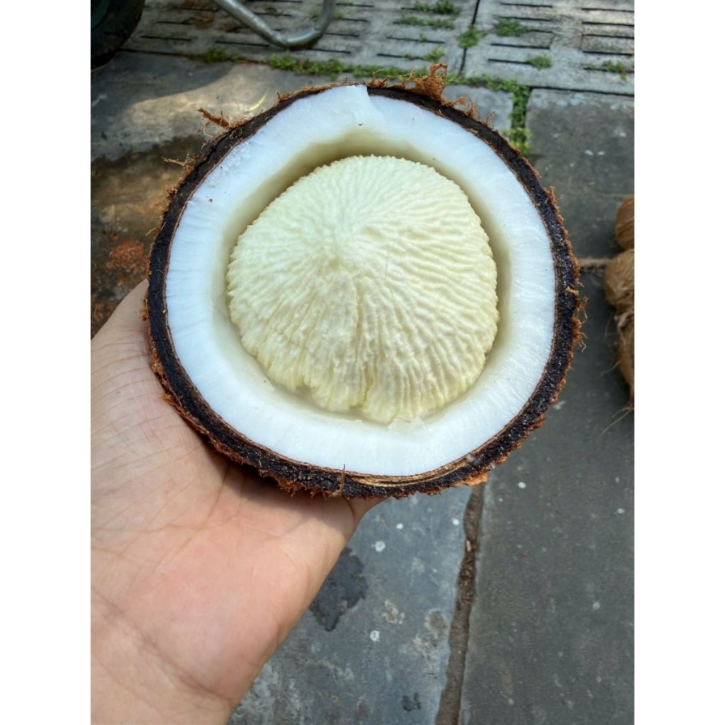 Combo 2 trái dừa mộng bến tre ( đã lột vỏ)