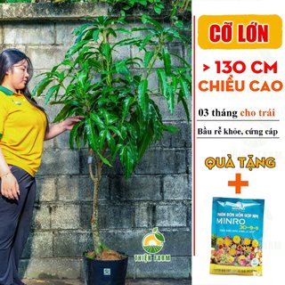 Cây Xoài Cát Hòa Lộc Cỡ Lớn THIỆN FARM quả ngọt đậm, thịt vàng dẻo thơm lừng, dùng làm cây ăn quả, cây cảnh che mát