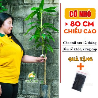 Cây Xoài Cát Hòa Lộc Cỡ Lớn THIỆN FARM quả ngọt đậm, thịt vàng dẻo thơm lừng, dùng làm cây ăn quả, cây cảnh che mát