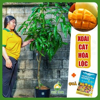 Cây Xoài Cát Hòa Lộc Cỡ Lớn THIỆN FARM quả ngọt đậm, thịt vàng dẻo thơm lừng, dùng làm cây ăn quả, cây cảnh che mát