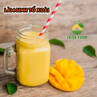 Cây Xoài Cát Hòa Lộc Cỡ Lớn THIỆN FARM quả ngọt đậm, thịt vàng dẻo thơm lừng, dùng làm cây ăn quả, cây cảnh che mát