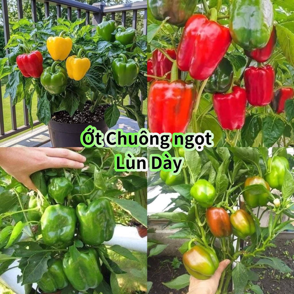 hạt giống ớt chuông ngọt f1 🤗🤗 nảy mầm cực đỉnh💥💥 chất lượng cao