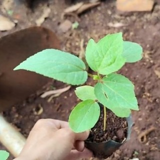 CÂY GIỐNG ATISO ĐỎ BÔNG TO (KHÔNG PHẢI CÂY LÁ CHUA/BỤP GIẤM)