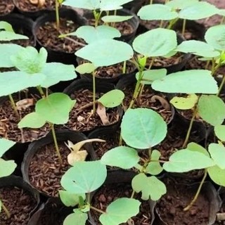 CÂY GIỐNG ATISO ĐỎ BÔNG TO (KHÔNG PHẢI CÂY LÁ CHUA/BỤP GIẤM)