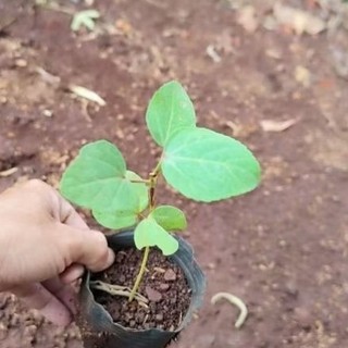 CÂY GIỐNG ATISO ĐỎ BÔNG TO (KHÔNG PHẢI CÂY LÁ CHUA/BỤP GIẤM)