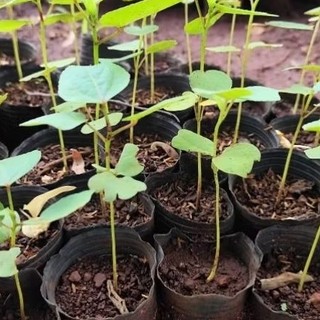 CÂY GIỐNG ATISO ĐỎ BÔNG TO (KHÔNG PHẢI CÂY LÁ CHUA/BỤP GIẤM)
