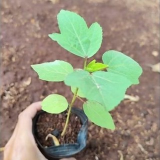 CÂY GIỐNG ATISO ĐỎ BÔNG TO (KHÔNG PHẢI CÂY LÁ CHUA/BỤP GIẤM)