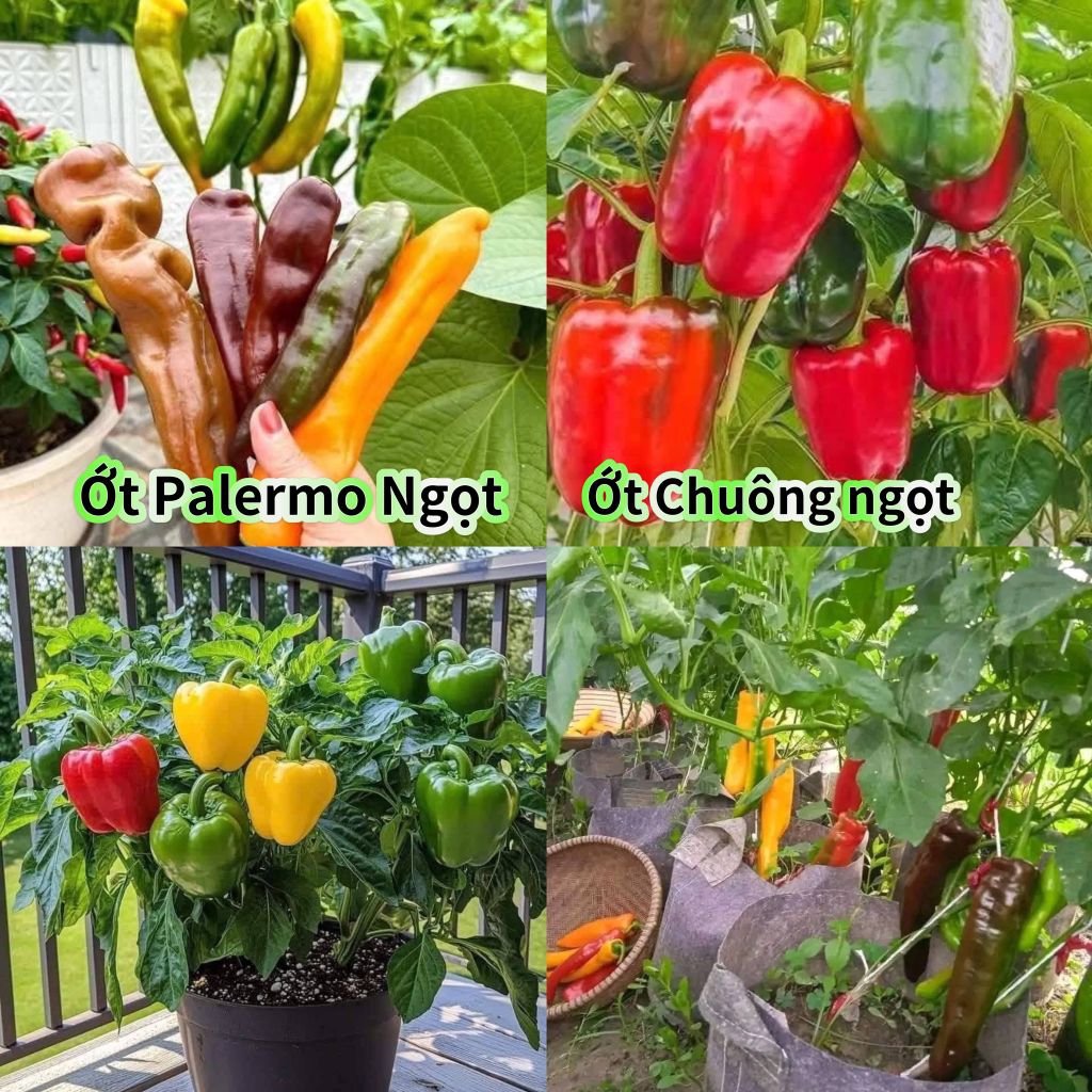 hạt giống ớt chuông f1 mix màu 💞 Siêu Nảy Mầm💞chất lượng cao