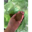 2kg cám cá viên 2ml độ đạm 40