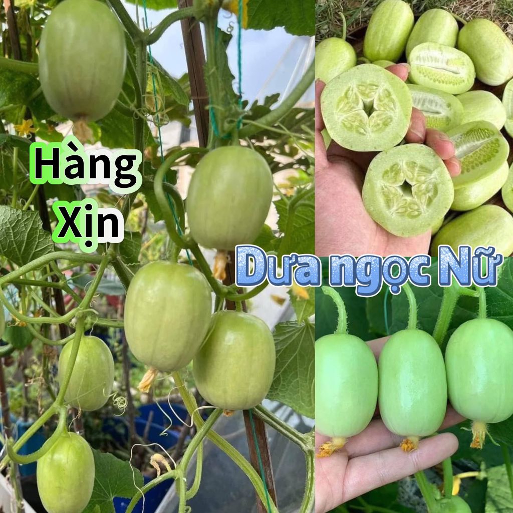 Hạt Giống Dưa Chuột Nữ Hoàng Ngọc Nữ 💥 Mới lạ ăn dòn ngọt rất đáng trồng