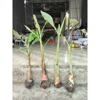 chuối giống đủ loại ( chuối già, chuối sáp, chuối xiêm, chuối cau, chuối hột)