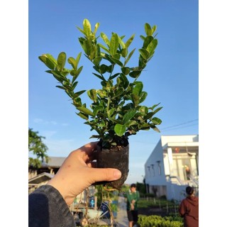 cây siro giống siêu trái 18k / 1cây_ mua từ 3 tặng thêm 1 cây. hàng lựa