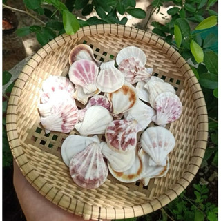 Vỏ Sò đục lỗ - Vỏ sò kim cương – Dùng làm đồ handmade, decor biển, chụp ảnh