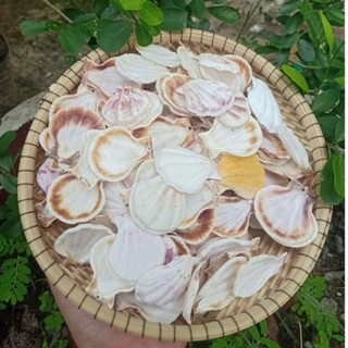 Vỏ Sò đục lỗ - Vỏ sò kim cương – Dùng làm đồ handmade, decor biển, chụp ảnh