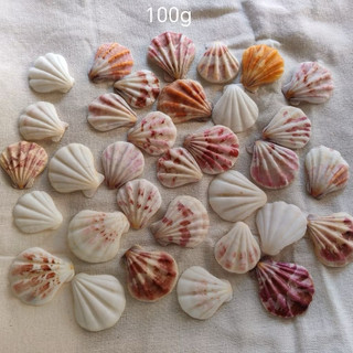 Vỏ Sò đục lỗ - Vỏ sò kim cương – Dùng làm đồ handmade, decor biển, chụp ảnh