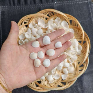 Vỏ Sò Bi Trắng loại 1 dùng làm đồ handmade, trang trí