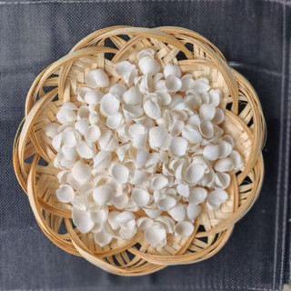 Vỏ Sò Bi Trắng loại 1 dùng làm đồ handmade, trang trí