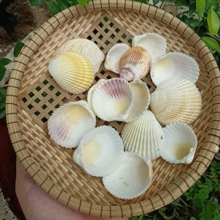 Vỏ Sò Dương biển màu tự nhiên dùng làm hoa, trang trí, đồ handmade
