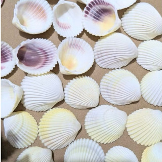Vỏ Sò Dương biển màu tự nhiên dùng làm hoa, trang trí, đồ handmade