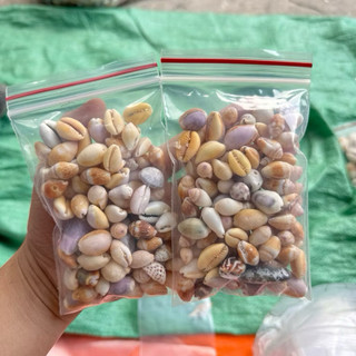 Vỏ Ốc Nga nhiều màu sắc và kích cỡ trang trí làm hoa, phụ kiện Handmade, trang trí