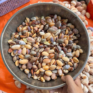 Vỏ Ốc Nga nhiều màu sắc và kích cỡ trang trí làm hoa, phụ kiện Handmade, trang trí